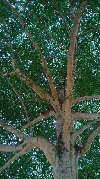 istock Under the trunk and branches of the Terminalia ivorensis tree 1716228126