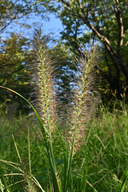 istock Dwarf fountain grass ( Pennisetum alopecuroides ). Poaceae perennial plants. 1716228136