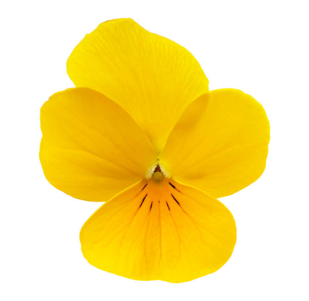istock Viola cornuta admire yellow fresh flower single cut out on white background 1716232569