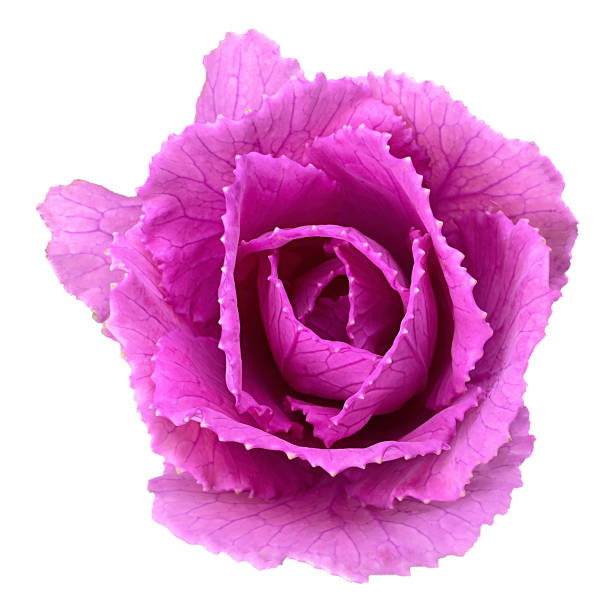 istock baby fresh red cabbage isolated on white background 1716232570