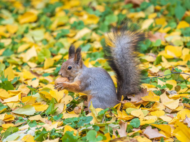 istock Autumn squirrel with nut sits on green grass with fallen yellow leaves 1716232587