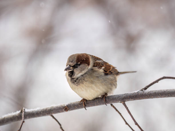 istock Sparrow sits on a branch without leaves. 1716242228