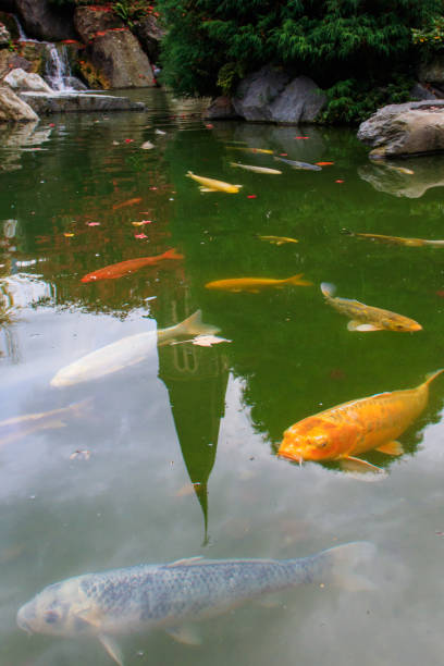 istock Colorful decorative fish in an artificial pond 1716268742