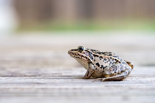 A close-up of a bullfrog perched on a wooden floor