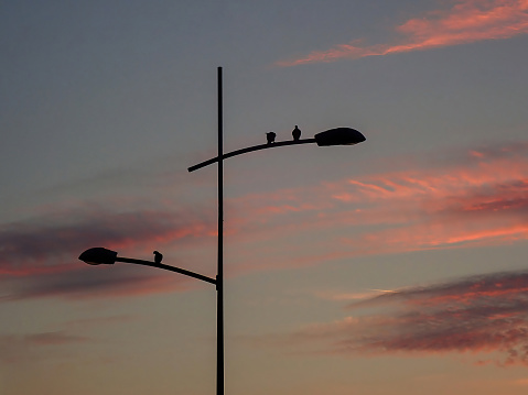 Birds standing on the street lamp with lamp post - colorful cloudy  blue sky in background