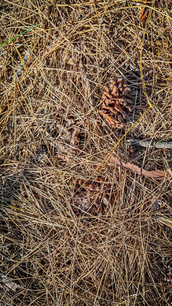 istock Dry leaf pattern of pine trees falling in the dry season 1716308455
