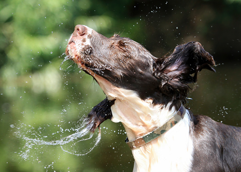 English Springer Spaniel shaking off water after a dip in the river