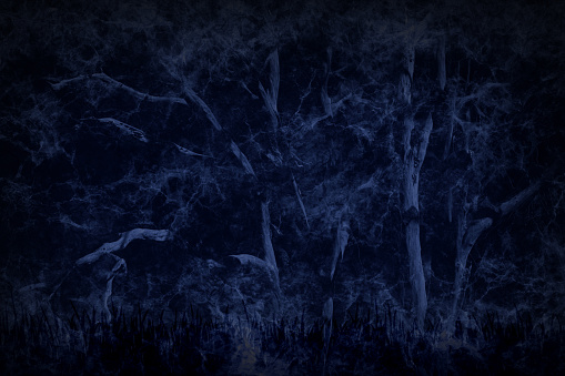 Dark blue black coloured monochrome backdrop with various tall tree branches spooky scary halloween theme midnight scene. There is no people and no text.