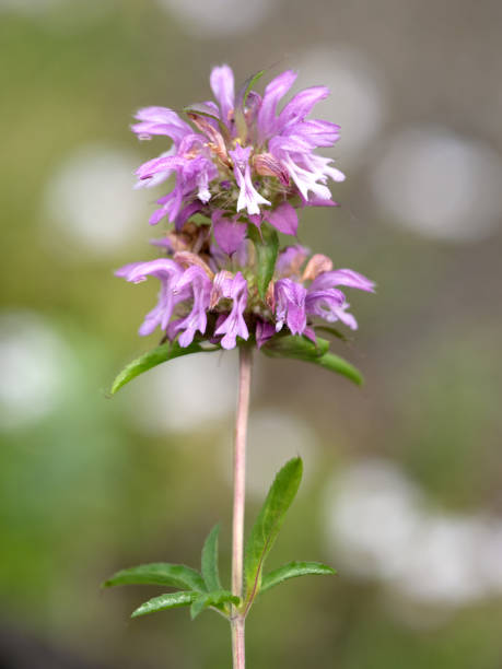 lemon bergamot flowers