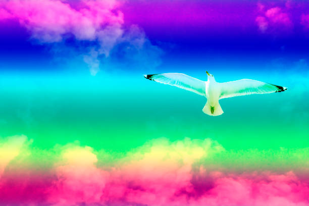 Herring gull, flying in a LGBTQ colored sky