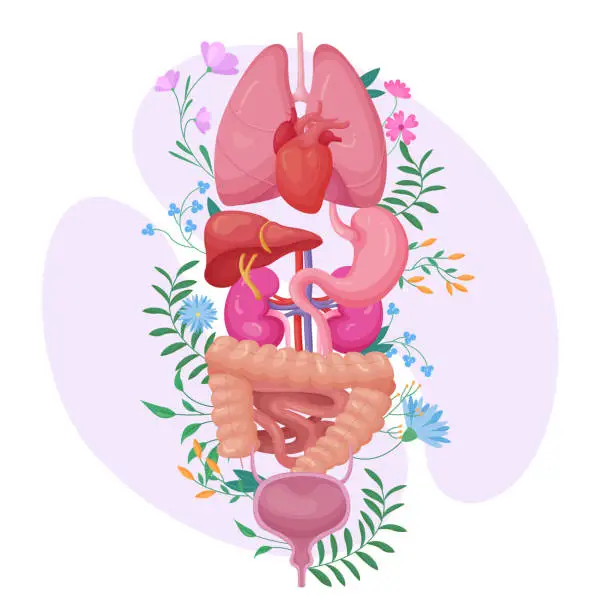 Vector illustration of Human anatomy, anatomical axis with internal organs among garden flowers and leaves