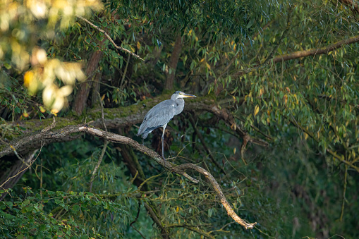 A Gray Heron in the wetlands