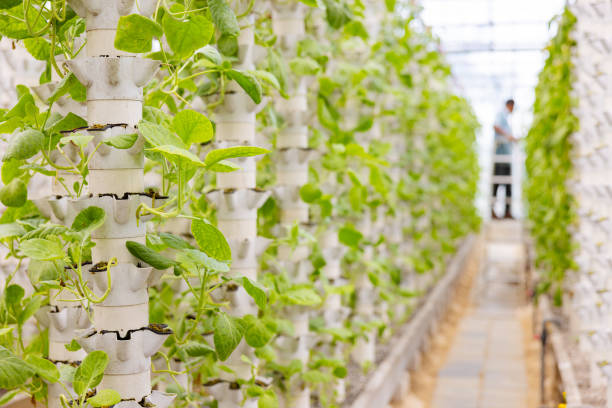 istock Man Working in Hydroponic Greenhouse with Vertical Pipes and Plants 1716366906