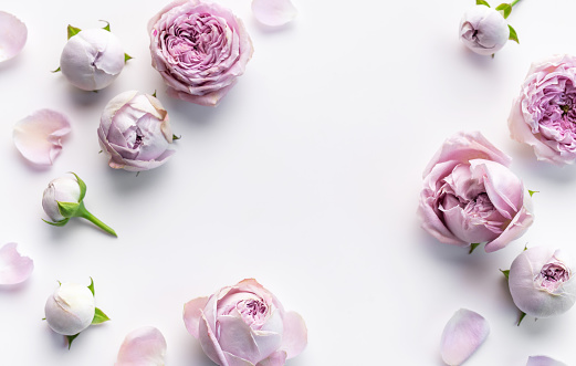 Pink rose flowers on white background. Flat lay, top view, copy space