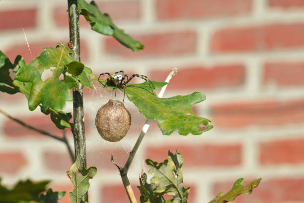 Argiope (Wavy-rayed spider) watching over its nest on an oak leaf. three quarter view.