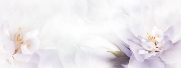 istock Jasmine  white  flowers.  Floral spring background.  Close-up.  Nature. 1716376813