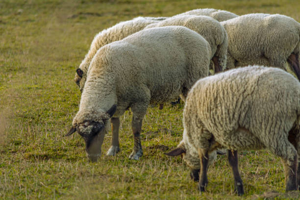 istock Sheep grazing in an autumn meadow. 1716378917