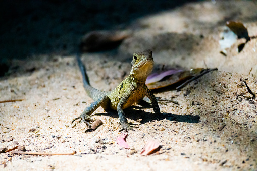 Juvenile eastern water dragon, Intellagama lesueurii