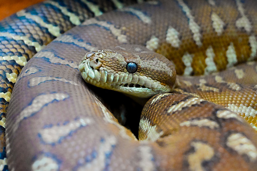 Bredli's python, Morelia bredli