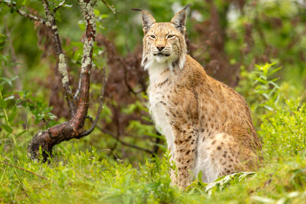 istock Eurasian lynx sitting on grass and looking at camera 1716379681
