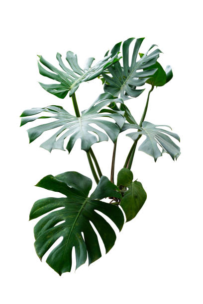 istock monstera leaves plant isolated with path 1716380068