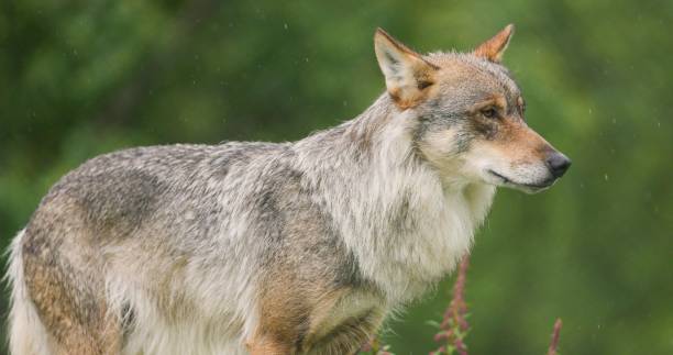 istock Large female grey wolf standing in heavy rain in the forest 1716380514