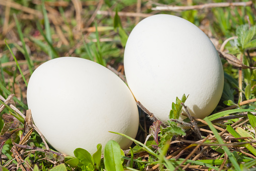 two bird egg in a green grass