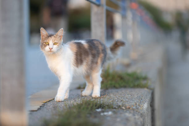 istock Stray cat is walking on the coastline. 1716390454