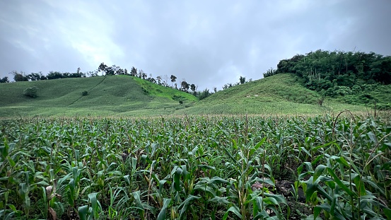 Dense fog engulfs hill slopes and tea gardens.