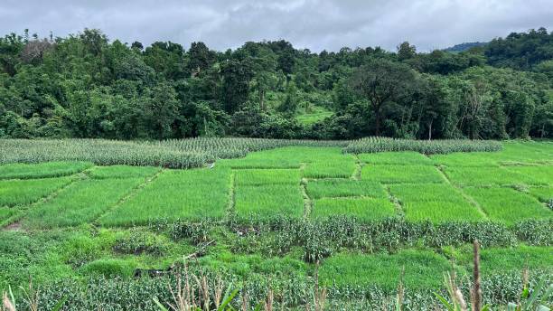 istock Top view of rices paddy field in Thailand. 1716392623