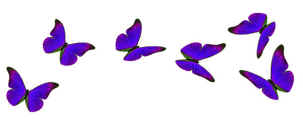 istock Purple flying butterfly 1716396962