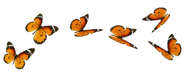istock Beautiful orange butterfly 1716406028