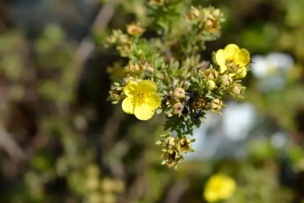 Shrubby Cinquefoil Kobold yellow flowers - Latin name - Potentilla fruticosa Koboldh