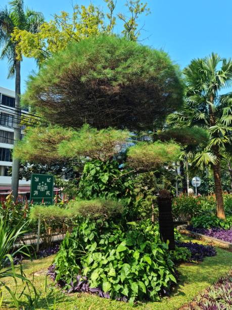 istock Green spruce tree as garden decoration 1716410484