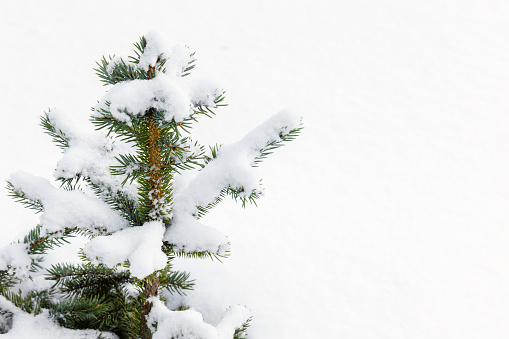 Small spruce tree covered with snow, natural winter forest background, close-up photo with selective focus