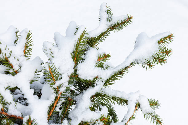 istock Spruce tree branches covered with snow, natural winter background 1716413251