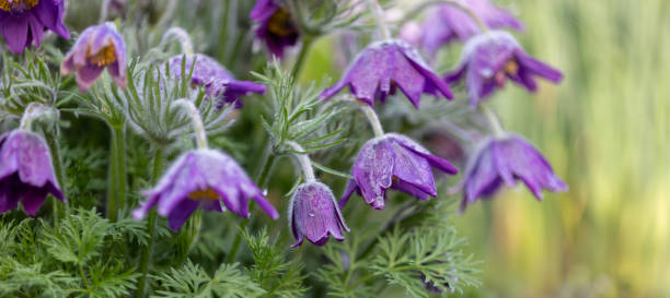 Close-up of a blue pasqueflower (Pulsatilla pratensis) Close-up of a blue pasqueflower (Pulsatilla pratensis) with raindrops pulsatilla pratensis stock pictures, royalty-free photos & images