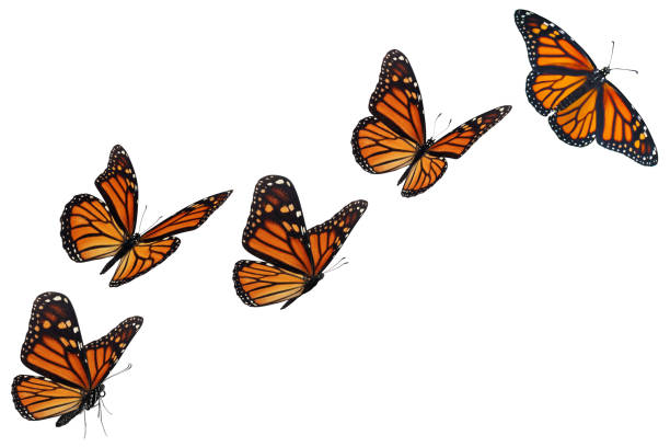 istock Beautiful monarch butterfly 1716436993