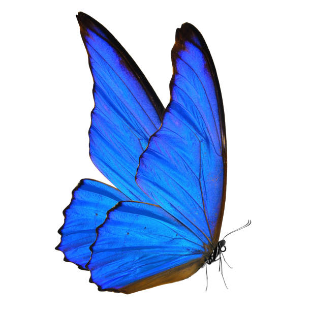 Beautiful blue mophor butterfly isolated on white background.