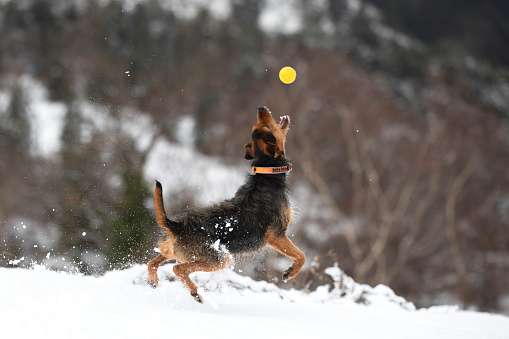 black and brown bodeguero puppy jumping for his yellow ball in a snowy field with mountains in the background. snowy winter landscapes Animal themes