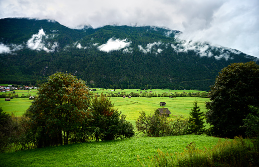 Ripening wheat field landscape near Mjosa lake during summer, Hedmark, Norway