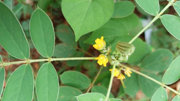 istock Senna uniflora, commonly known as single flowered senna,
Plants have Two or Five pairs of leaflets and glands in lower two or all pairs of leaflets and the glands stalked. 1716459027