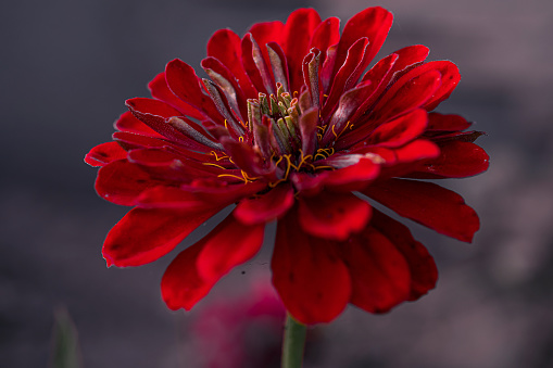 beautiful red flower on black background