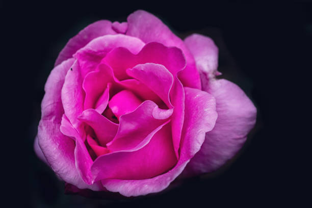 istock beautiful red flower on black background 1716472791