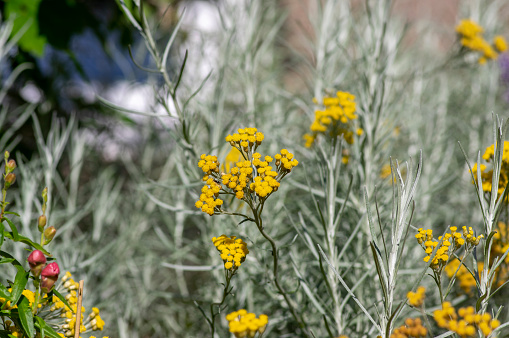 Helichrysum italicum yellow flowers in bloom with buds, bunch of summer flowering plant branches
