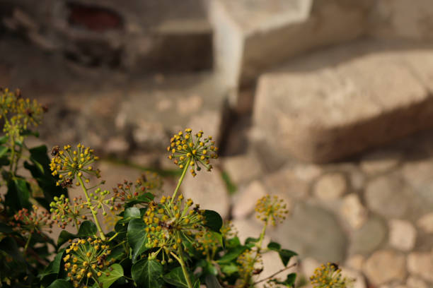 Flowers looking like yellow ball pins closeup