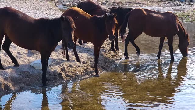Wild and Free Horses Sipping Fresh Water from a Canal on an Isolated Beach - A Stunning Display of Nature's Grace
