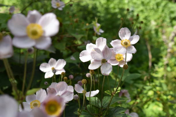 istock Blooming anemone flowers (in Danish 