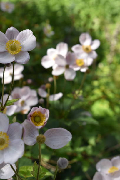 istock Idyllic image - anemone flowers in soft sunlight. 1716505771