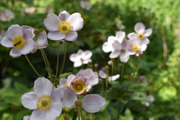 istock Blooming anemone flowers and a bud ( in Danish 
